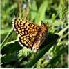 melitaea cinxia imago2 don